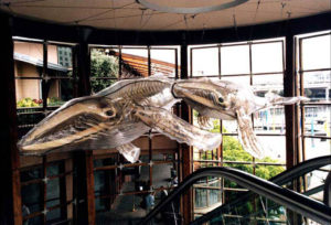 “Whales” Hand carved skeleton, vac formed polycarbonate shell, 8m long, Cockle Bay, Sydney